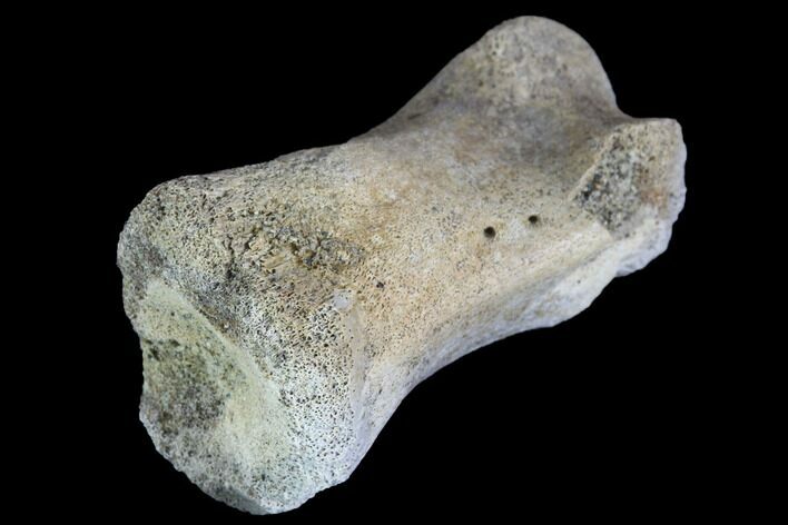 Unidentified Dinosaur Toe Bone - Hell Creek Formation #88750